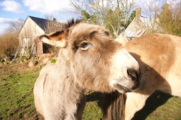 Sweet-donkey