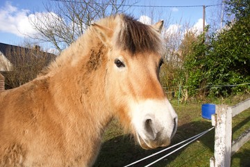 Sweet-pony