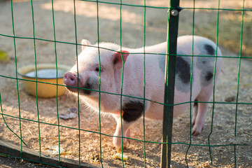 Pink pig with dark spots, in a cage. Zoo.