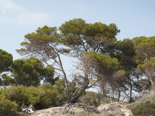 Ibiza, maritime pines close to the beach