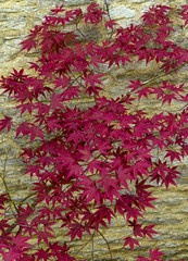 Vibrant red acer leaves and branches pattern on a stone wall background