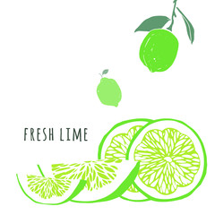 Pieces and slice of lime. Citrus with leaves. Background with hand drawn fruit on white. Vector illustration.