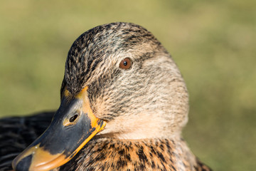 Duck4
