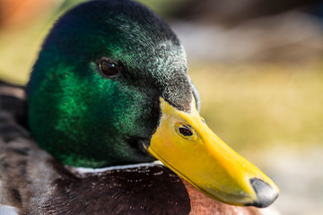 Duck2