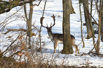 fallow deer stag in natural environment