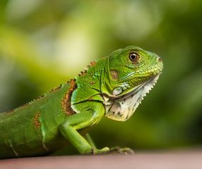 Small Green Iguana Closeup