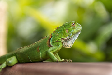 Small Green Iguana Closeup