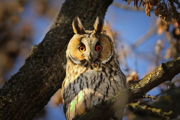 portrait of long eared owl