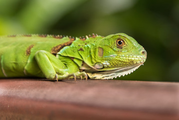 Obraz premium Small Green Iguana Closeup