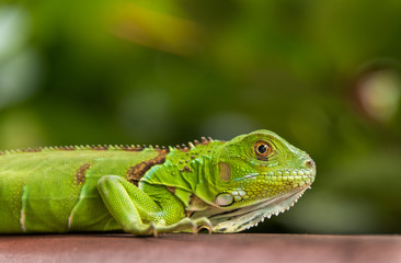 Obraz premium Small Green Iguana Closeup