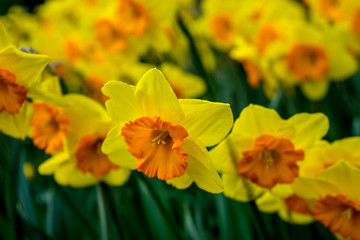 yellow coloured daffodil with blurred background  in Lisse, Keukenhoff,  Netherlands, Europe