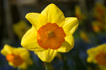 Yellow orange daffodil flowers in a garden in Lisse, Netherlands, Europe