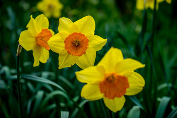 Yellow orange daffodil flowers in a garden in Lisse, Netherlands, Europe