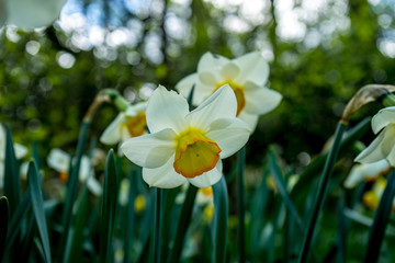 White daffodil with blurred background in a garden in Lisse, Netherlands, Europe