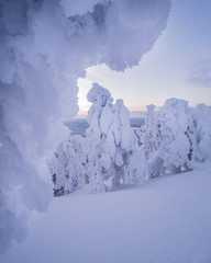 Under the snowy tree in Lapland.