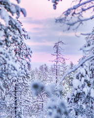 Winter woods in lapland.
