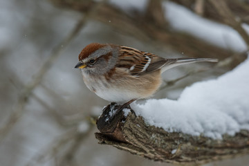 Bird with Snow Falling