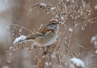 Bird with Snow Falling