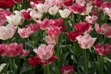 Pink and red  tulip flowers in a garden in Lisse, Netherlands, Europe