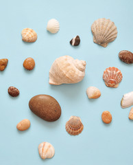 Green palm leaf and seashells on blue background
