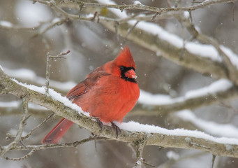 Winter Cardinal