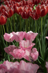 Pink and red tulip flowers in a garden in Lisse, Netherlands, Europe