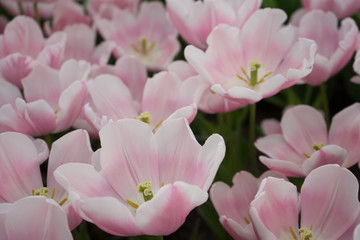 Obraz premium Pink tulip flowers in a garden in Lisse, Netherlands, Europe