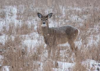 Deer in Snow