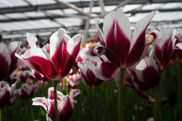White and Magenta tulip flowers in a garden in Lisse, Netherlands, Europe