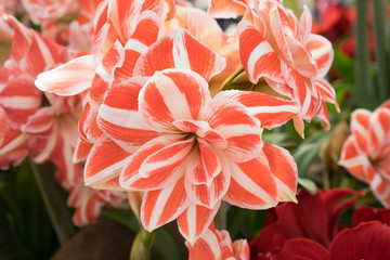 White and Orange tulip flowers in a garden in Lisse, Netherlands, Europe