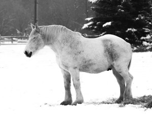 Happy Horse B&W