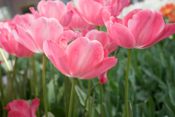 Pink tulip flowers in a garden in Lisse, Netherlands, Europe