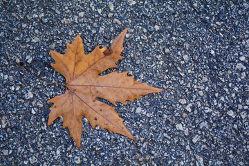 red autumn dry fall nature color leaf on concrete asphalt background