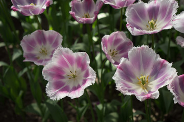 Fototapeta na wymiar pink tulip flowers in a garden in Lisse, Netherlands, Europe