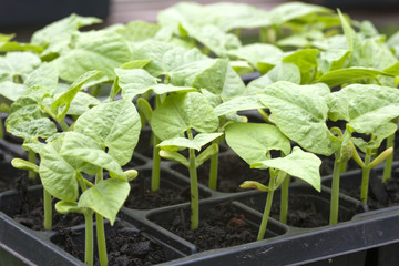 Young bean plants growing in a tray in a greenhouse.