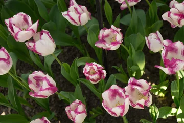 Foto op Canvas pink and white colored tulip flowers in a garden in Lisse, Netherlands, Europe © SkandaRamana