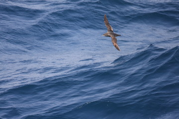 Short-tailed Shearwater (Puffinus tenuirostris) in Japan
