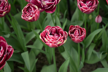 Red color tulip flowers in a garden in Lisse, Netherlands, Europe