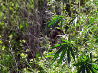 Thickets of wild hemp