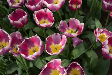 Red and yellow color tulip flowers in a garden in Lisse, Netherlands, Europe