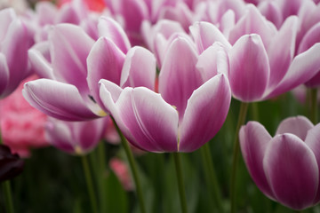 Obraz premium pink and rose colored tulip flowers in a garden in Lisse, Netherlands, Europe