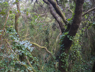 mystery primary Laurel forest Laurisilva rainforest with old mossed trees and green ivy in anaga mountain, tenerife  canary island spain
