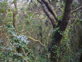 mystery primary Laurel forest Laurisilva rainforest with old mossed trees and green ivy in anaga mountain, tenerife  canary island spain