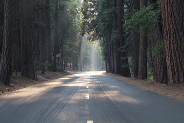 Forest Road
