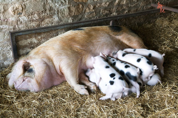 A Gloucester Old Spot sow and her young piglets feeding in a shed © Chris Rose