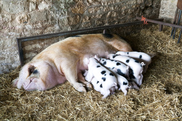 A Gloucester Old Spot sow and her young piglets feeding in a shed