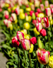 Tulip Blooming, Amsterdam, Netherlands - 191789686