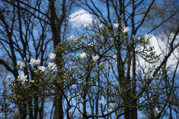 White cherry blossom with a blue sky background in Lisse, Netherlands,Europe