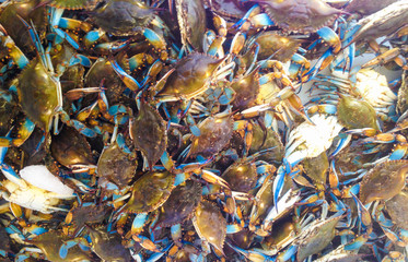 Blue Crab