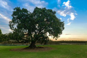 Moreton Bay Fig Tree